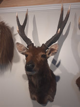 Load image into Gallery viewer, Rusa Display Case | $5,000 Donation | NZ Hunting and Shooting Museum Display Cabinet