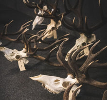 Load image into Gallery viewer, Douglas Score and Norman Douglas Display Case | $5,000 Donation | NZ Hunting & Shooting Museum Display Cabinet