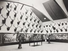 Load image into Gallery viewer, T. E. Donne "Acclimatization" Display Case | $5,000 Donation | Hunting & Shooting Museum Display Cabinet