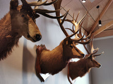 Load image into Gallery viewer, Wapiti Display Case | $5,000 Donation | NZ Hunting and Shooting Display Cabinet