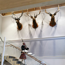 Load image into Gallery viewer, Wapiti Display Case | $5,000 Donation | NZ Hunting and Shooting Display Cabinet