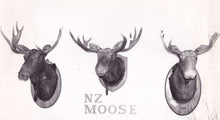 Load image into Gallery viewer, Moose Display Case | $5,000 Donation | NZ Hunting and Shooting Museum Display Cabinet