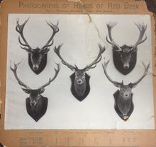 Load image into Gallery viewer, T. E. Donne "Acclimatization" Display Case | $5,000 Donation | Hunting & Shooting Museum Display Cabinet