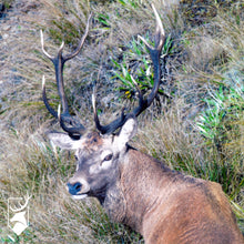 Load image into Gallery viewer, Red Deer Display Case | $5,000 Donation | NZ Hunting and Shooting Museum Display Cabinet
