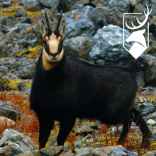 Load image into Gallery viewer, Chamois Display Case | $5,000 Donation | NZ Hunting and Shooting Museum Display Cabinet
