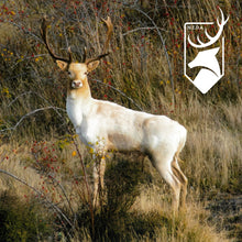 Load image into Gallery viewer, Fallow Deer Display Case | $5,000 Donation | NZ Hunting and Shooting Museum Display Cabinet