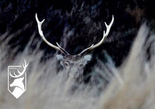 Load image into Gallery viewer, Sika Display Case | $5,000 Donation | NZ Hunting and Shooting Museum Display Cabinet