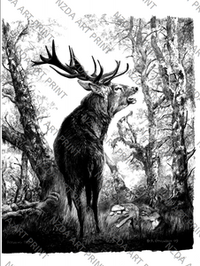Limited Edition NZ Red Stag Print