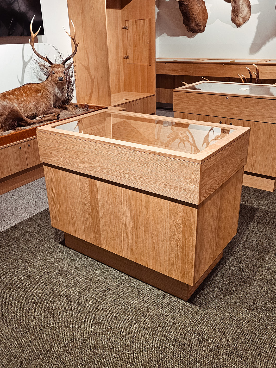 Sika Display Case | $5,000 Donation | NZ Hunting and Shooting Museum Display Cabinet