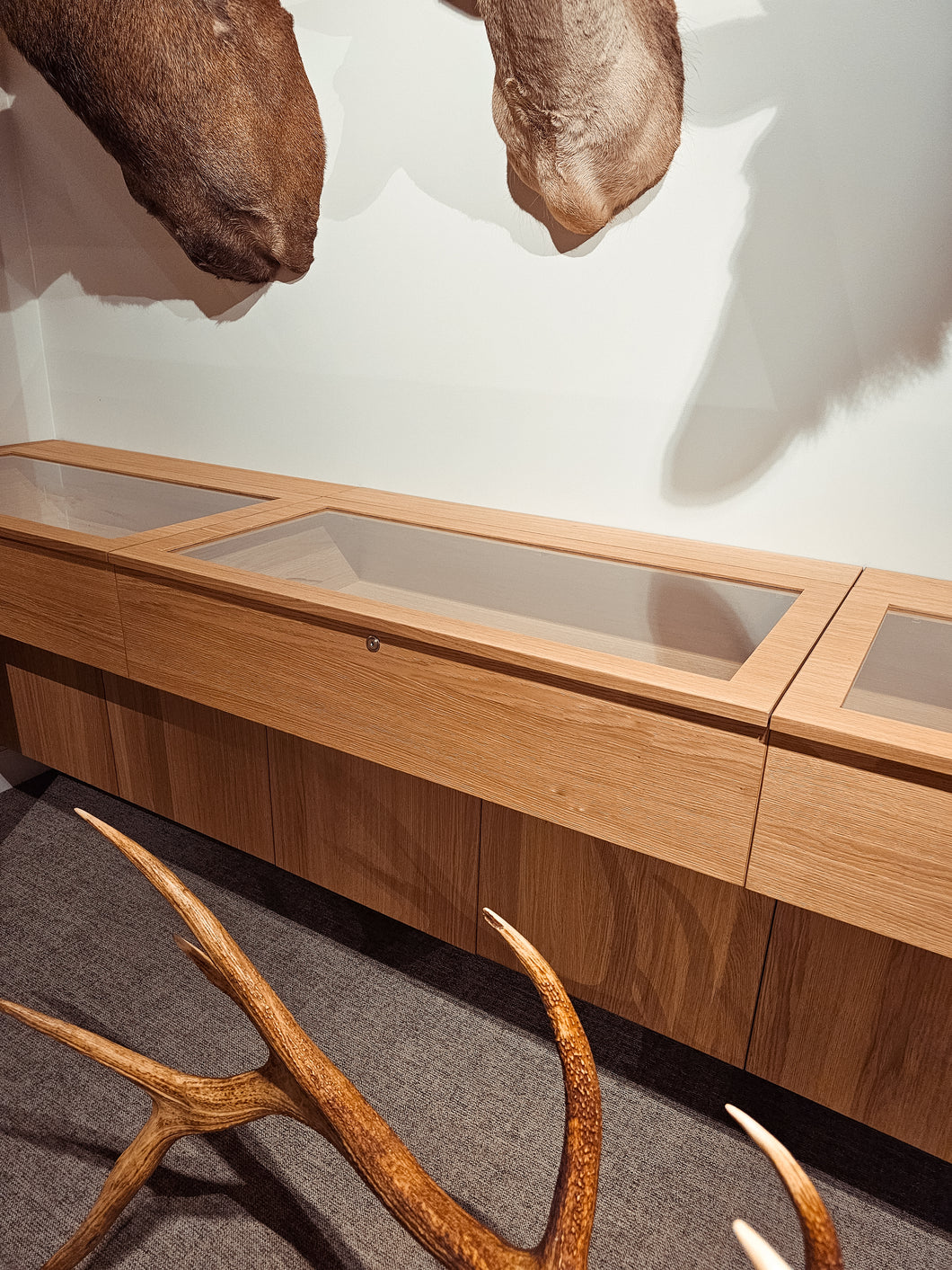 Fallow Deer Display Case | $5,000 Donation | NZ Hunting and Shooting Museum Display Cabinet