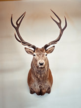 Load image into Gallery viewer, Red Deer Display Case | $5,000 Donation | NZ Hunting and Shooting Museum Display Cabinet
