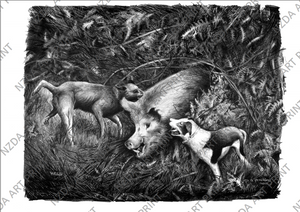 Limited Edition NZ Boar Print
