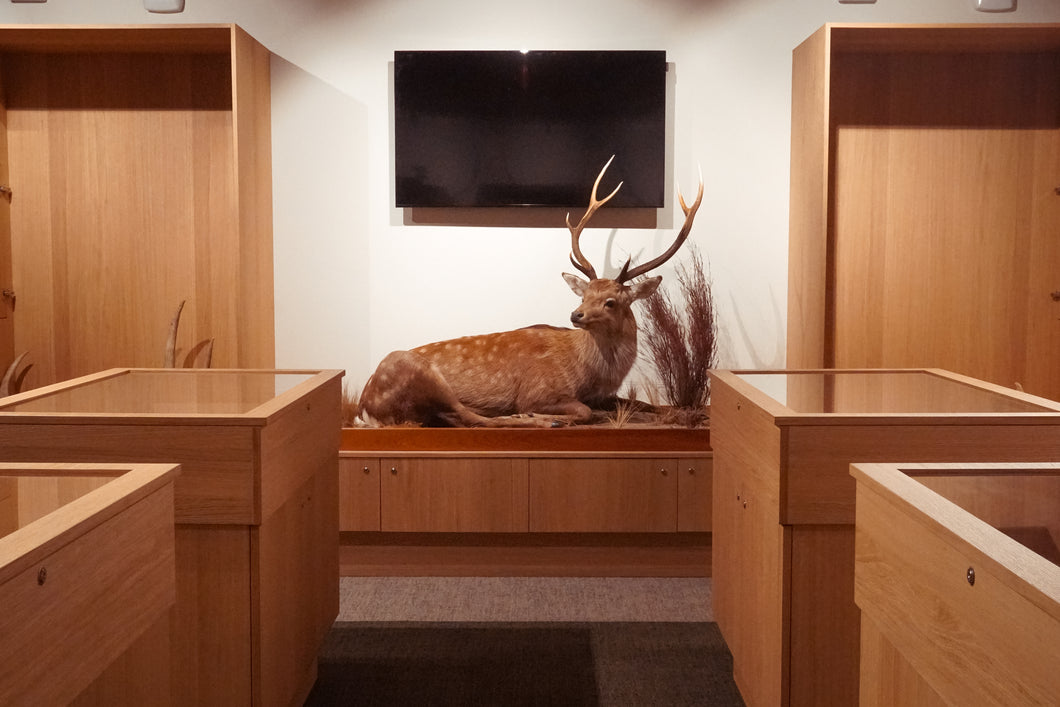 AV Display Screen | Wildlife and Conservation, Sika Stag Display | $2,000 Donation | NZ Hunting and Shooting Museum