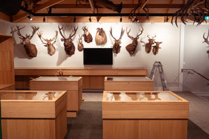 Chamois Display Case | $5,000 Donation | NZ Hunting and Shooting Museum Display Cabinet