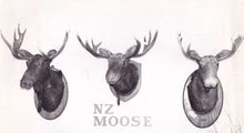 Load image into Gallery viewer, Moose Display Case | $5,000 Donation | NZ Hunting and Shooting Museum Display Cabinet
