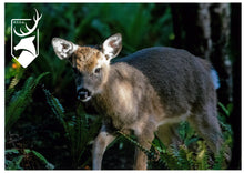 Load image into Gallery viewer, Whitetail Display Case | $5,000 Donation | NZ Hunting and Shooting Heritage Museum Display Cabinet
