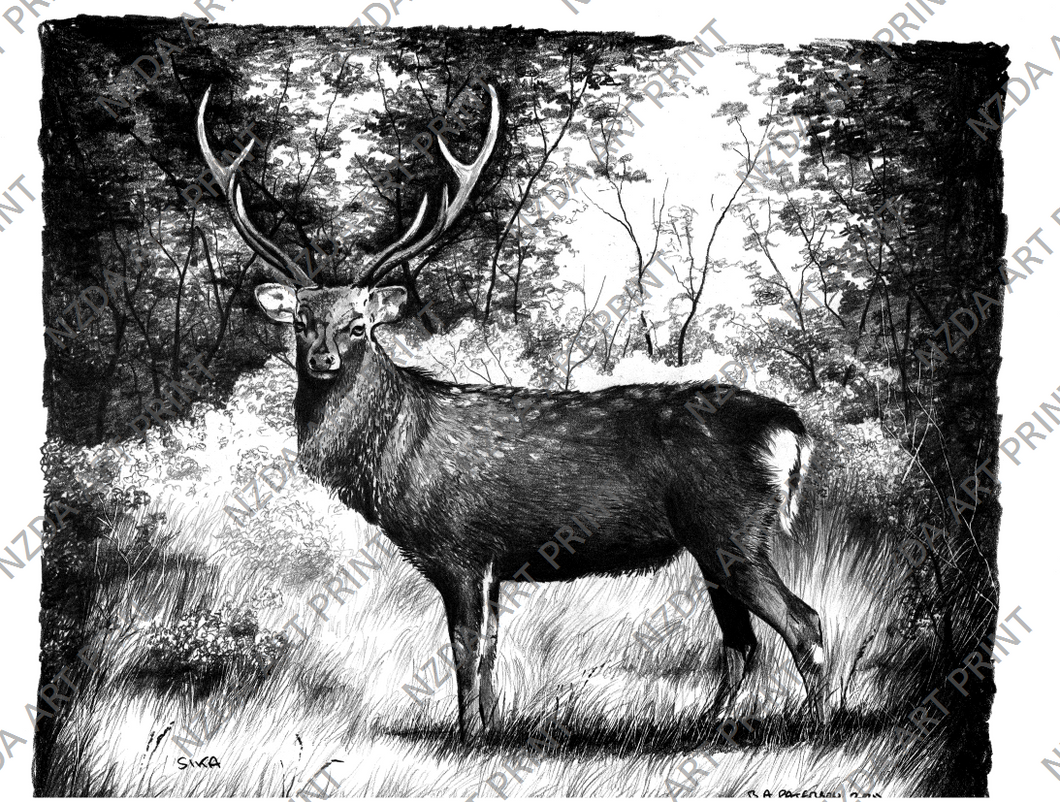 Limited Edition NZ Sika Print