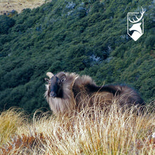 Load image into Gallery viewer, Tahr Display Case | $5,000 Donation | NZ Hunting and Shooting Museum Display Cabinet
